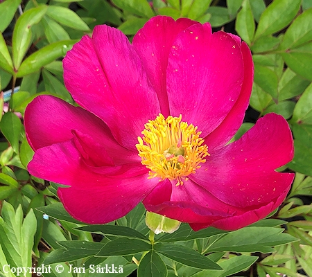Paeonia 'Scarlett O'Hara', hybridipioni